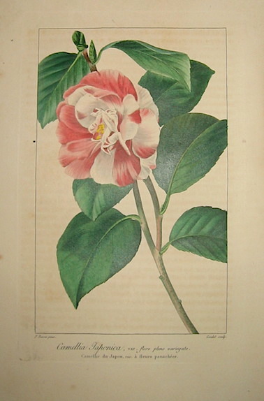 Bessa Pancrace (1771-1846) Camellia Japonica, var. flore pleno variegato. Camellie du Japon, var. à  fleurs panachées 1828 Bruxelles 